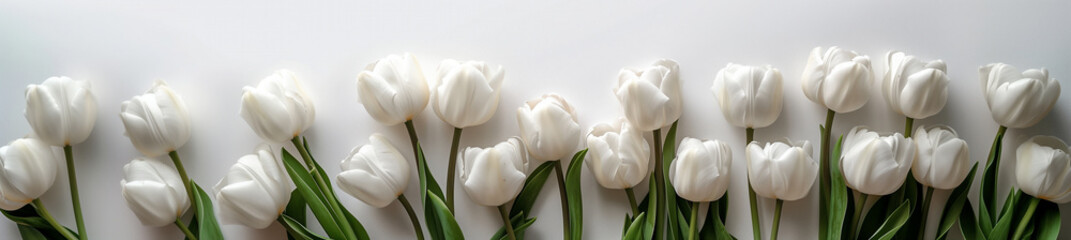 White tulips on a white background.