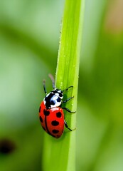 Fototapeta premium ladybug on green leaf