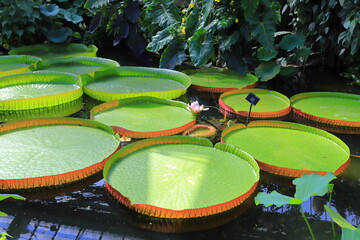 Kew garden ninfea, le piante nel acqua
