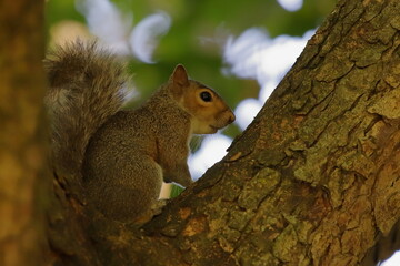 scoiattolo squirrel