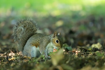 scoiattolo squirrel