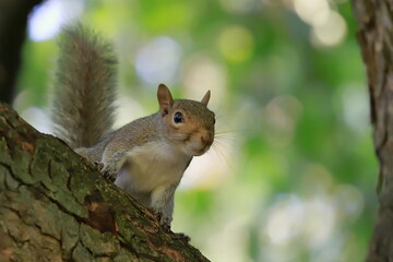 scoiattolo squirrel curioso