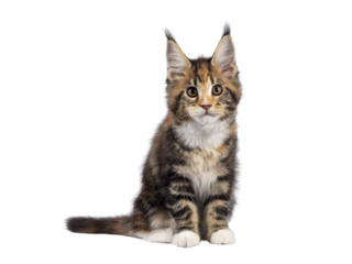 Adorable tortie Maine Coon cat kitten, sitting facing front. Looking towards camera with sweet and friendly eyes. isolated cutout on a transparent background.