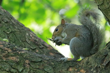 scoiattolo squirrel