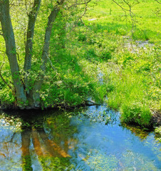 Landscape, nature and water in creek with trees, bush and environment in sunshine with green plants. Woods, river and stream with growth, sustainability and ecology for swamp, summer and countryside