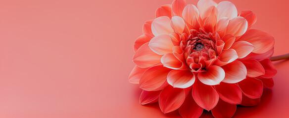 Lively close-up of a single flower in bloom. Isolated on AI generated background