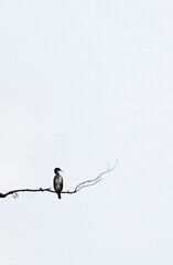 bird on a branch in minimalism