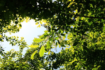 The Forest of Saint-Germain-en-Laye is a dominial forest of 35 km2  in area which lies in a meander of the River Seine, France