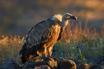 An old griffon vulture rests in the rocks of the Eastern Rhodopes. A vulture observes the landscape in the mountains of Bulgaria at sunrise. Griffon vulture resting in hot 
