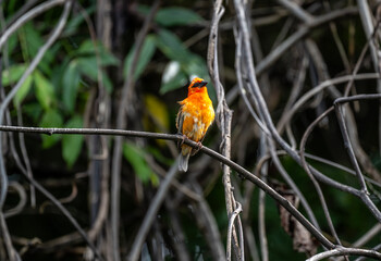 red bird of the flycatcher order in natural conditions on one of the Seychelles islands