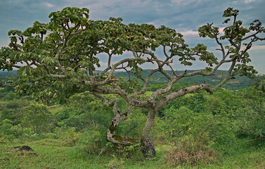 Tree, with a view of a farm in the background, lots of vegetation and mountains around, located in the rural region of the Jardim das Oliveiras neighborhood, municipality of Esmeraldas, Minas Gerais, 