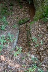 Fototapeta premium Mont Sainte Odile, France - 09 11 2020: Path of the Gauls. View of a Merovingian tomb on the ground in the forest.