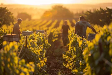 Fotobehang Workers tending to grapevines in a vineyard during golden hour. © ParinApril