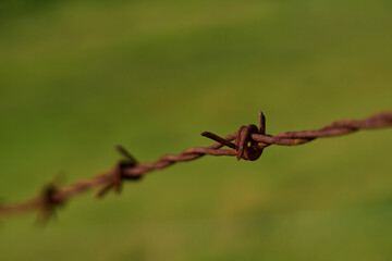Rusty barbed wire with green background.