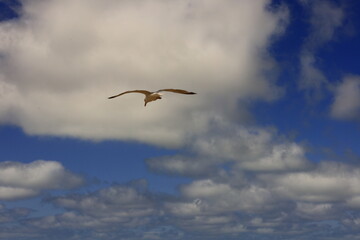 View on a gull in the Dune of Pilat located in La Teste-de-Buch in the Arcachon Bay area