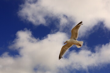 View on a gull in the Dune of Pilat located in La Teste-de-Buch in the Arcachon Bay area