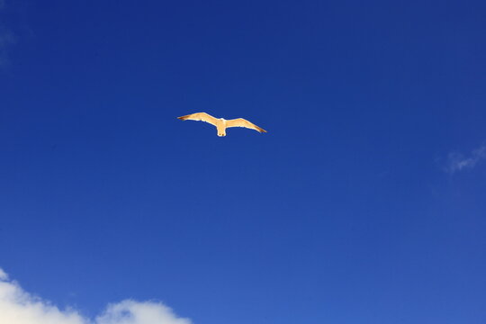 View on a gull in the Dune of Pilat located in La Teste-de-Buch in the Arcachon Bay area
