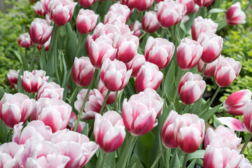 Obraz premium Beautiful pink and red tulips.