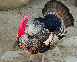 Turkey in a backyard in the rural area of ​​Esmeraldas. This 'Bronze' breed is a domestic turkey. Name that refers to its plumage with a bronze shine. Of English origin, but widespread in America.