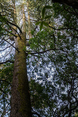 A mystical trident or Trishul shaped Deodar Tree a symbol of Lord Shiva at Tarkeshar Mahdev temple , a Hindu Pilgrimage in Pauri Garhwal Uttarakhand