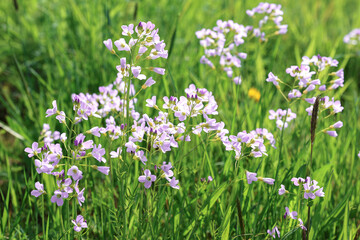 Obraz na płótnie Canvas Bright violet flowers of the cuckoo flower
