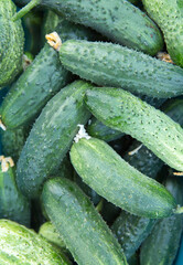 Green fresh cucumbers. Macro background with texture of cucumbers.