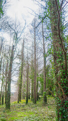 メタセコイアの木と森に生える植物