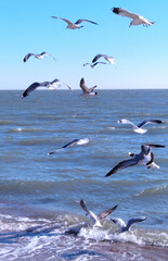 Fototapeta na wymiar seagulls on the Sea of Azov