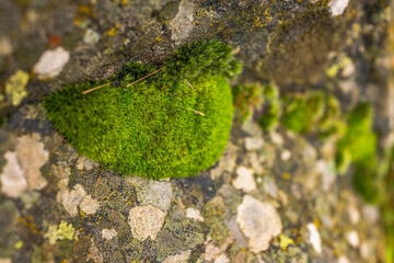 Green landscape with trees, moss and water in Oregon