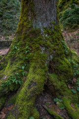 Green landscape with trees, moss and water in Oregon