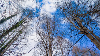 メタセコイア並木と森に生える植物