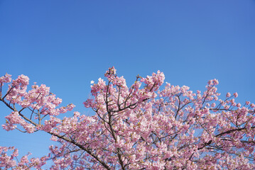 戸田川緑地 河津桜 名古屋 愛知
