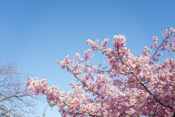 戸田川緑地 河津桜 名古屋 愛知