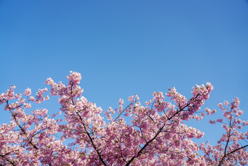 戸田川緑地 河津桜 名古屋 愛知