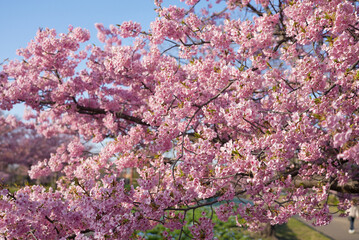 戸田川緑地 河津桜 名古屋 愛知