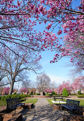 Spring trees in bloom in Capitol Park , downtown Raleigh