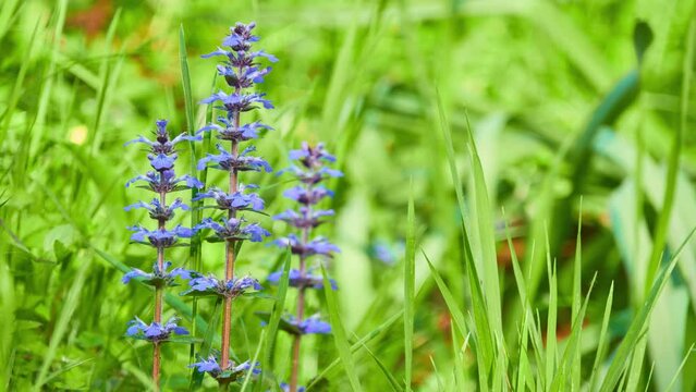 Ajuga reptans is commonly known as bugle, blue bugle, bugleherb, bugleweed, carpetweed, carpet bugleweed, and common bugle, and traditionally but less commonly as St. Lawrence plant.