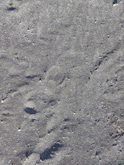 The texture of fine gray sea sand with small stones