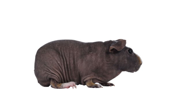 Cute dark brown skinny pig, standing side ways. Head up. Looking at lens with big eyes and floppy ears. Isolated cutout on transparent background.  White and brown hair on nose and front legs.