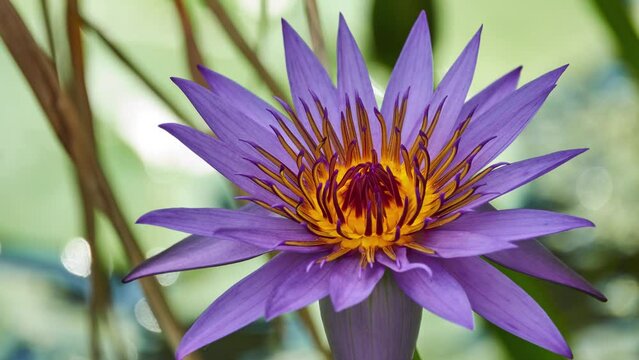 Nymphaea capensis (Cape blue waterlily)