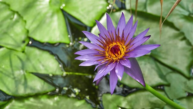 Nymphaea capensis (Cape blue waterlily)