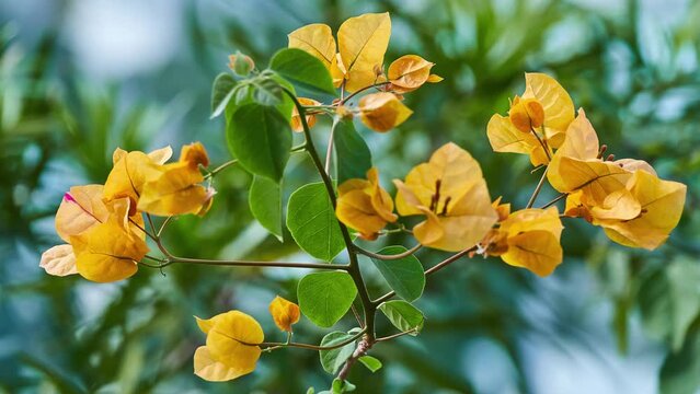 Bougainvillea glabra California Gold