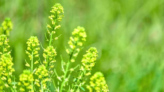 Lepidium virginicum, also known as least pepperwort or Virginia pepperweed, is herbaceous plant in mustard family (Brassicaceae). It is native to much of North America.