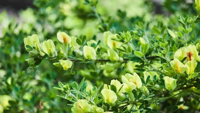 Cytisus hirsutus (clustered broom or hairy broom) is a perennial plant belonging to the genus Cytisus of the family Fabaceae.
