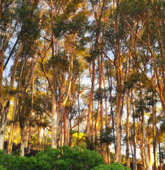 Bushes, forest and trees with sunshine, environment or agriculture with plants or eco friendly. Empty, blue sky or fresh air with summer or natural with woods or countryside with ecology or landscape