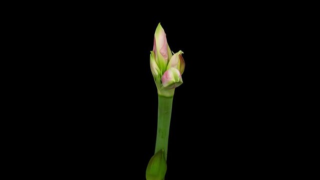 Macro time lapse blooming and wilting pink Amaryllis (Hippeastrum) flower, isolated on pure black background