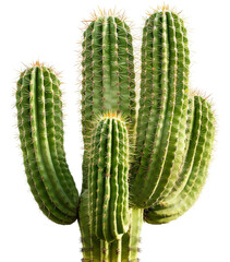 cactus isolated on transparent background