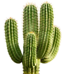 cactus isolated on transparent background