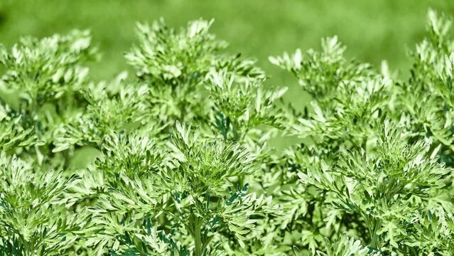 Artemisia absinthium (absinthium, absinthe or grand wormwood) is species of Artemisia native to temperate regions of Eurasia and Northern Africa and widely naturalized in Canada and United States.