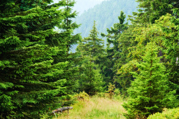 Fototapeta premium Forest, summer and trees with environment, outdoor and nature with beauty and eco friendly. Landscape, ecology or earth with woods or bushes with growth or sunshine with spring, fresh air or climate